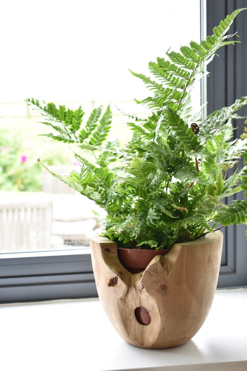Teak Root Pot - Small