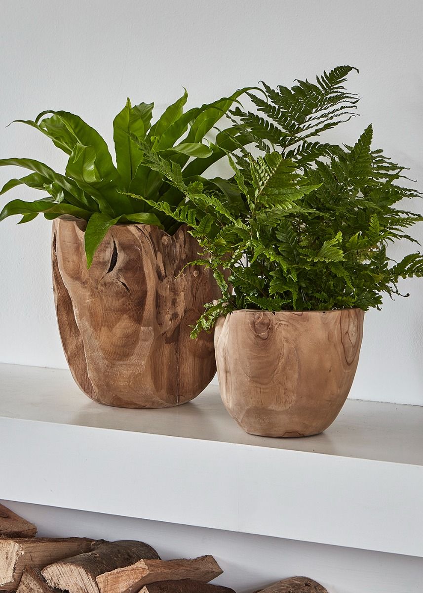Teak Root Pot - Large