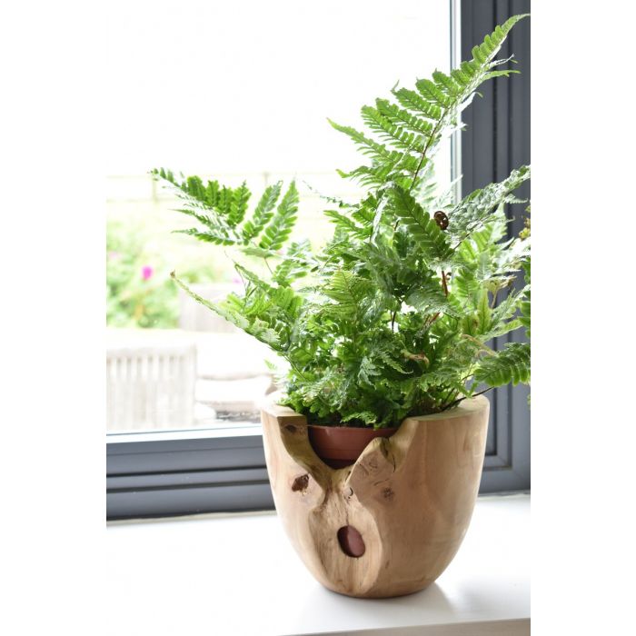 Teak Root Pot - Small